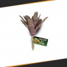 Chestnut Bromeliad ZOOMED