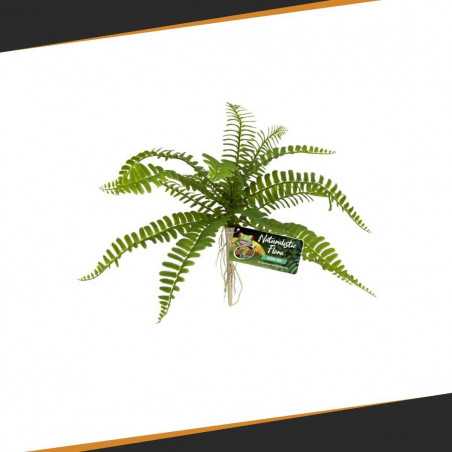 Sword Fern ZOOMED