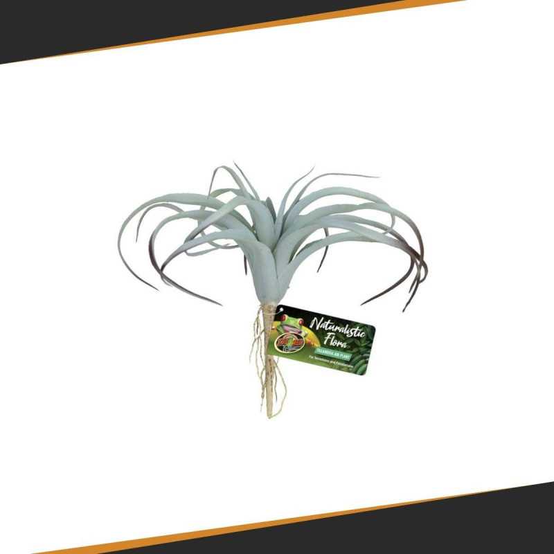 Tillandsia Air ZOOMED