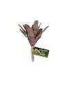 Plante artificielle Chestnut Bromeliad - 14 cm - ZOOMED
