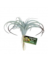 Plante artificielle Tillandsia Air - 30 cm - ZOOMED
