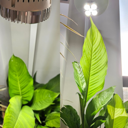 SpectraBULB X30 - Ampoule horticole LED blanche pour terrariums  - 30W - LEDs OSRAM - E27