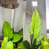SpectraBULB X20 - White horticultural bulb for green plants