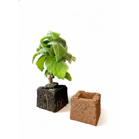 TerraBloc 7.5 x 7.5 x 6 cm – Cube de culture coco & tourbe prêt à l’emploi