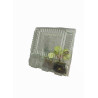 Boîte de transport pour plantes