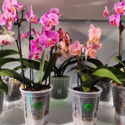 Orchid Mineral Mix 3L - SYBASoil substrate