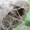 Fijne Kamerplanten Mineralenmix 5L - SYBASoil substraat