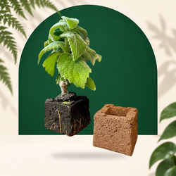 TerraBloc 7,5 x 7,5 x 6 cm – Kant-en-klaar kweekblok van kokos & turf