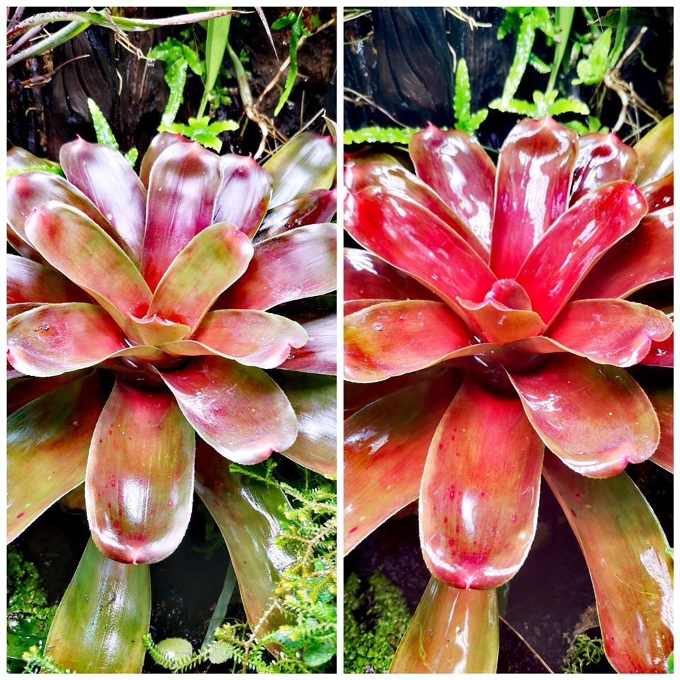 bloemen-terrarium-terraled.jpeg
