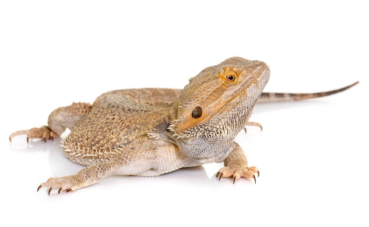Pogona