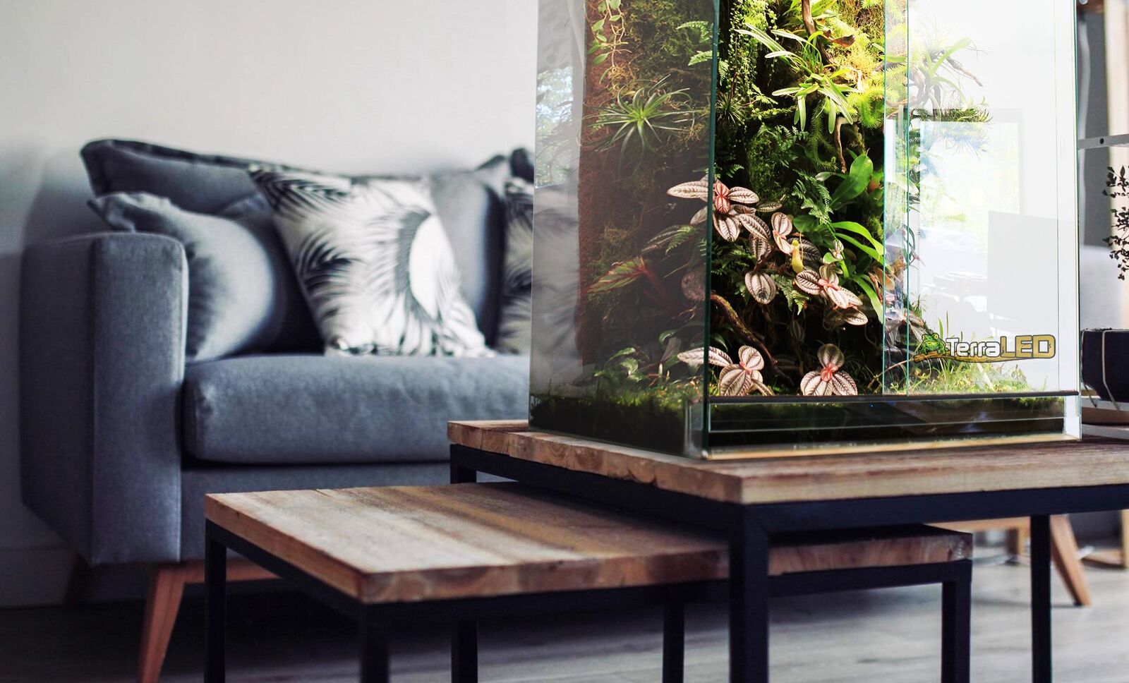 terrarium-terraled.jpeg