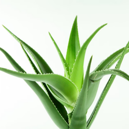 Aloe wird sehen