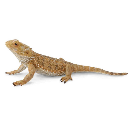 dragon-barbu