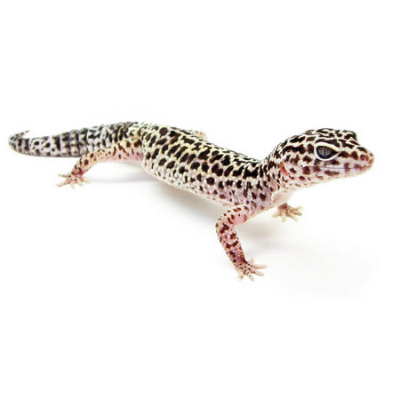 geckoleopard