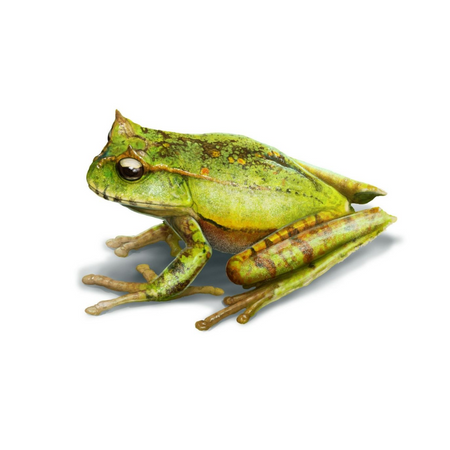 grenouille