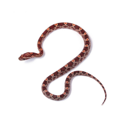 serpent