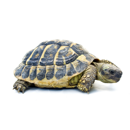 tortue-terrestre