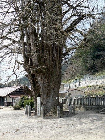 arbre