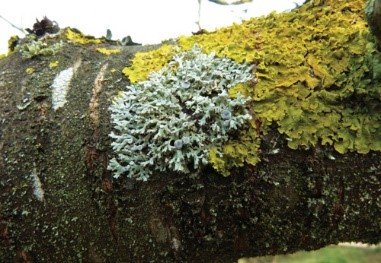 lichen