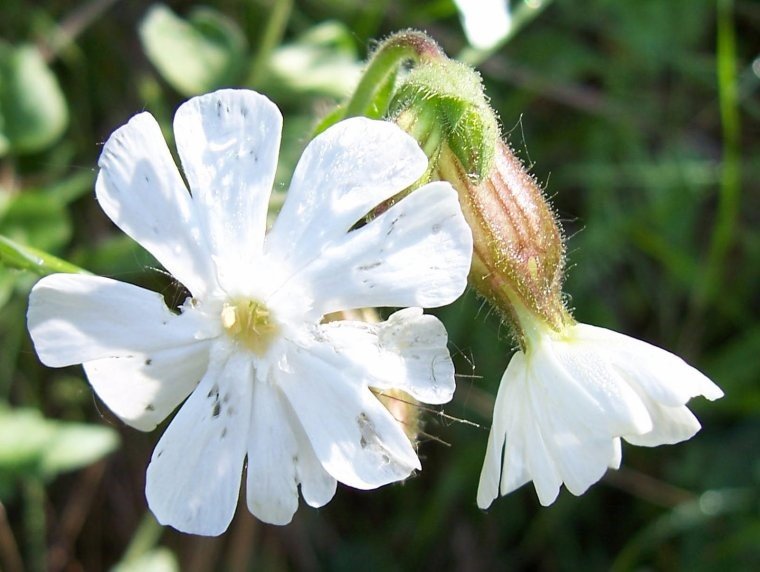 fleurs