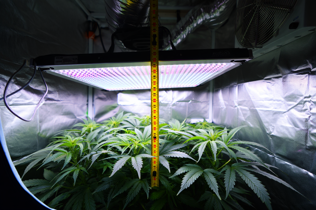 Distance optimale lampe LED 600W au-dessus de la canopée en phase végétative