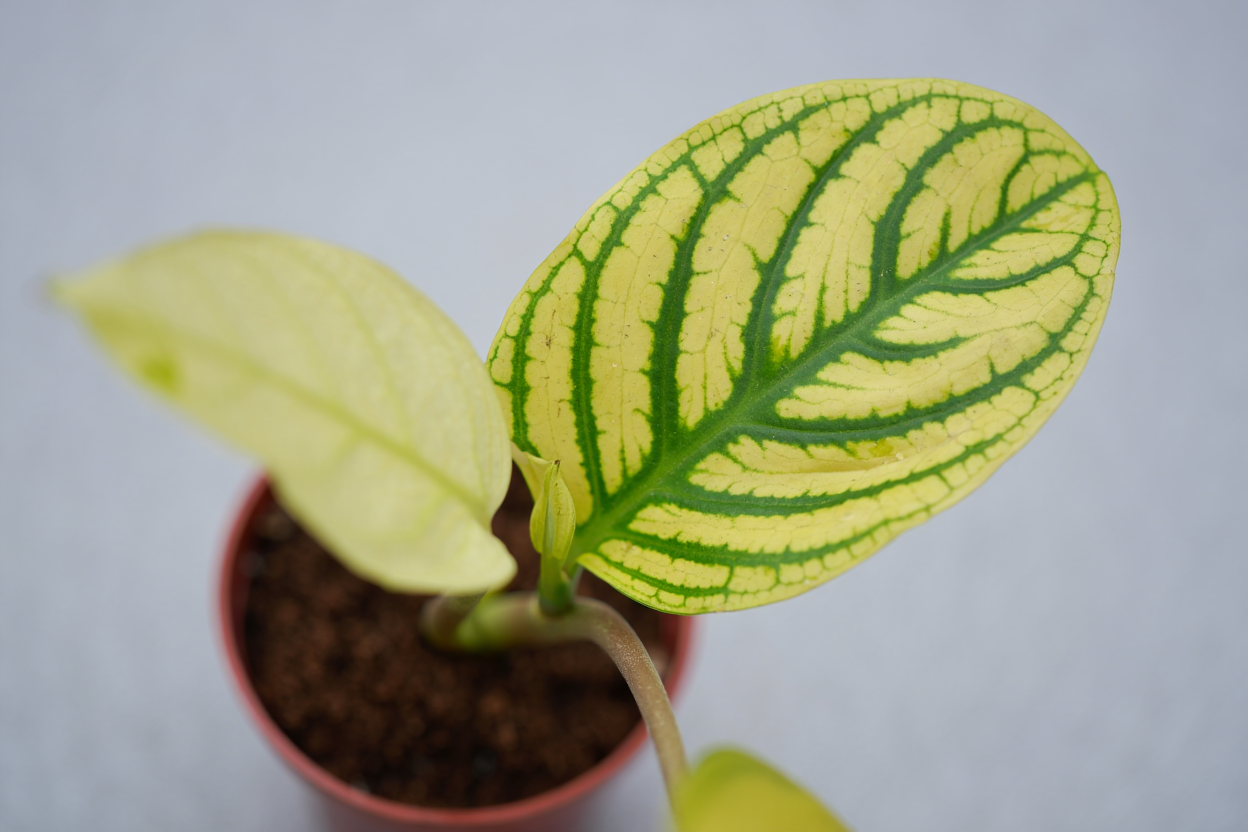 Feuille de plante présentant une chlorose ferrique