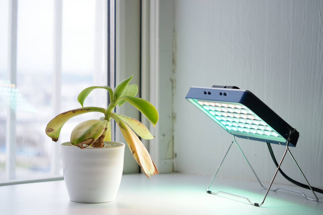 Plante manquant de lumière avec éclairage LED