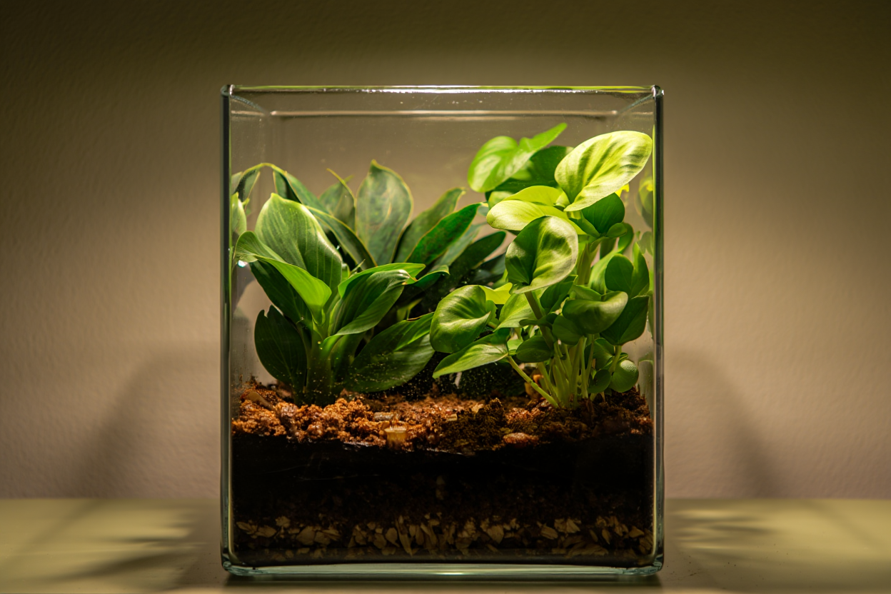 Terrarium tropical fermé écosystème équilibré