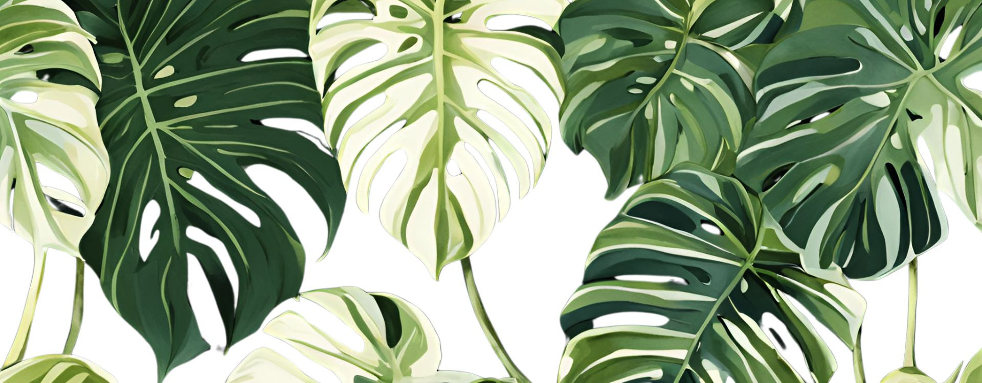 Le guide complet pour la culture de la Monstera variegata