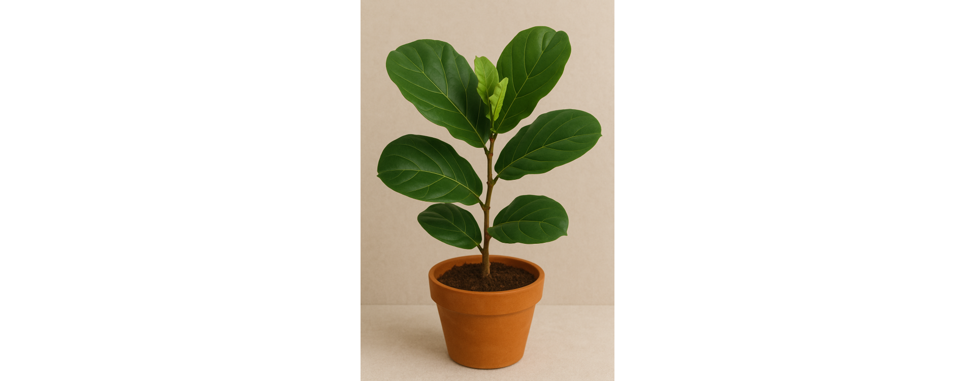 Ficus Lyrata – Guide de culture complet avec éclairage LED