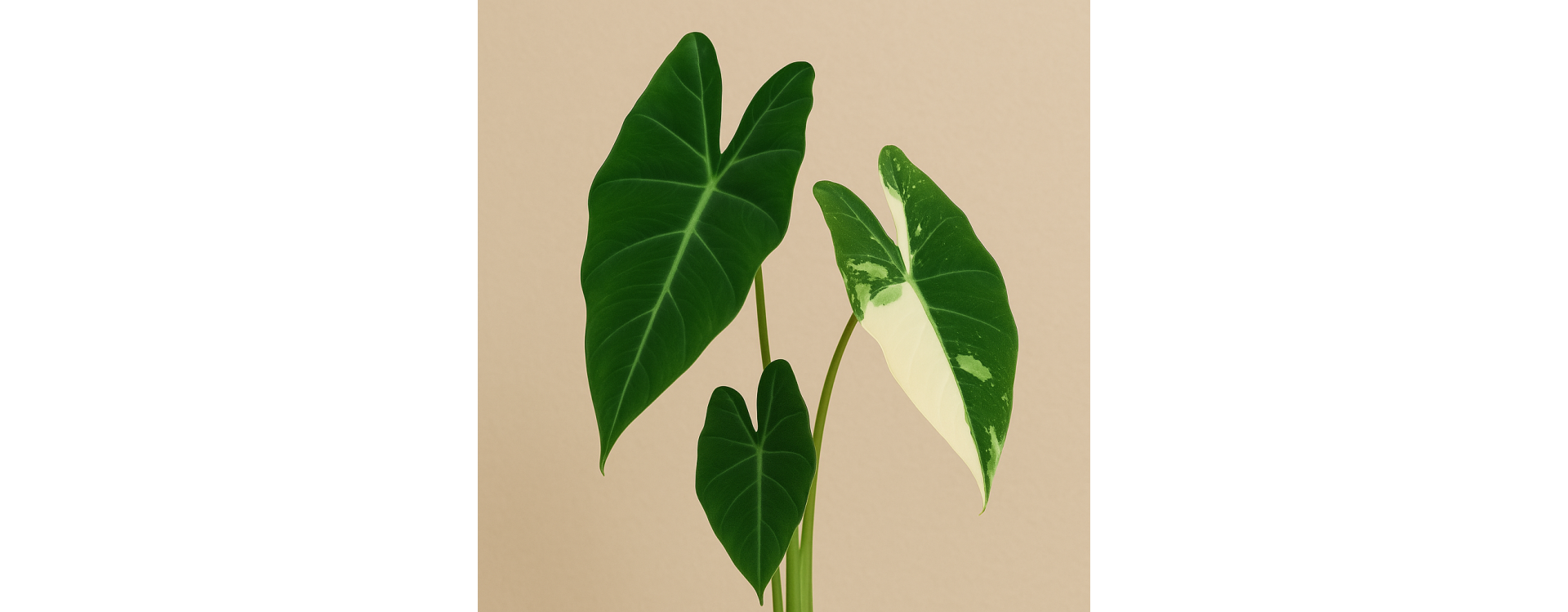Alocasia Frydek Variegata: Die perfekte LED-Beleuchtung für diese silbrige Schönheit