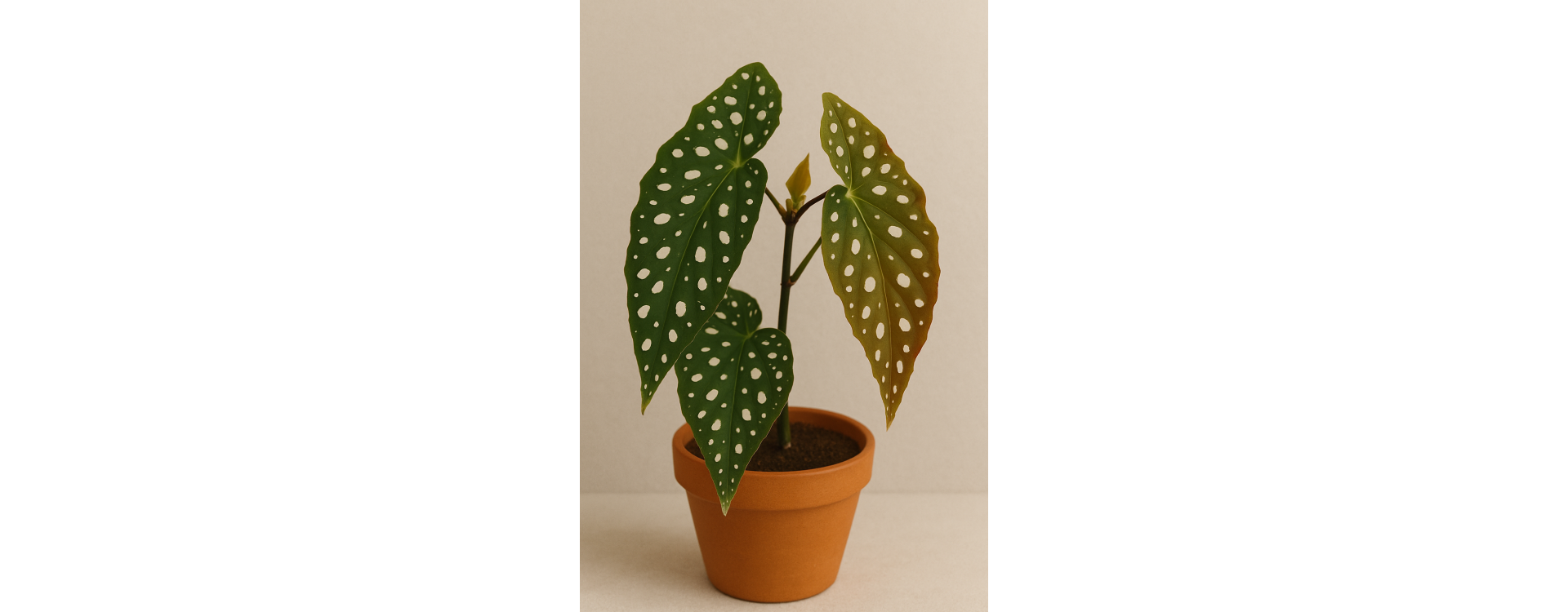 Begonia Maculata: Bewahren Sie die Schönheit der gesprenkelten Blätter mit LED-Beleuchtung.