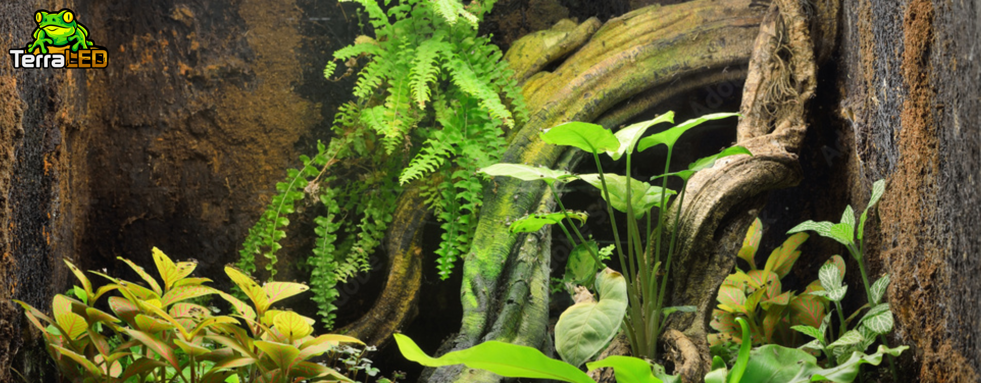 Leitfaden für Einsteiger in die Terrariophilie: Wie fange ich an?
