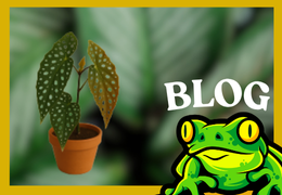 Begonia Maculata : préserver la beauté des feuilles tachetées grâce à l’éclairage LED