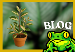 Hoya Carnosa Tricolor : guide de culture complet et éclairage LED