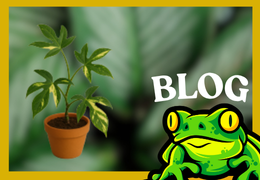 Philodendron Florida Beauty : guide de culture complet et éclairage LED