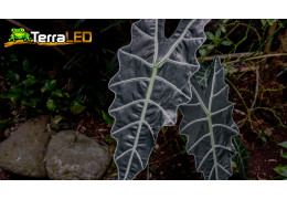 Boostez la Croissance de vos Alocasia avec l'Éclairage LED Idéal !