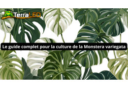 Monstera variegata: light, watering and substrate