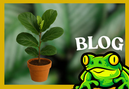 Ficus Lyrata – Guide de culture complet avec éclairage LED