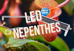 Choisir un éclairage horticole LEDs étanche pour son terrariums de Nepenthes