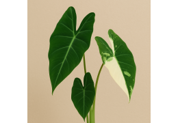 Alocasia Frydek Variegata : l'éclairage LED parfait pour cette beauté argentée