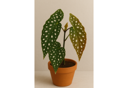 Begonia Maculata: Preserve the beauty of the speckled leaves with LED lighting
