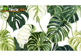 Secrets de Culture pour une Monstera Variegata Éblouissante !