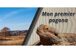 De Pogona, een ideale metgezel voor beginners in terraria