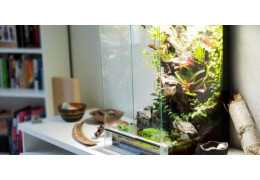 Choisir le bon éclairage LED pour son terrarium tropical