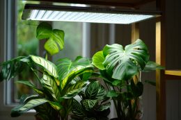 Guide lumière pour plantes tropicales d'intérieur : led horticole