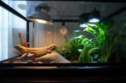 Guide d'éclairage pour terrarium : choisir la meilleure lampe