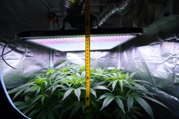 Distance lampe 600w croissance : guide HPS, MH et LED culture