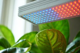 Fonctionnement lampe horticole : guide lumière culture plantes