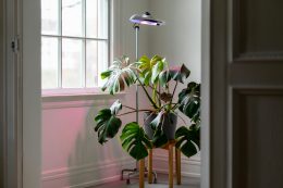 Éclairage des plantes d'intérieur : guide lumière et lampes LED